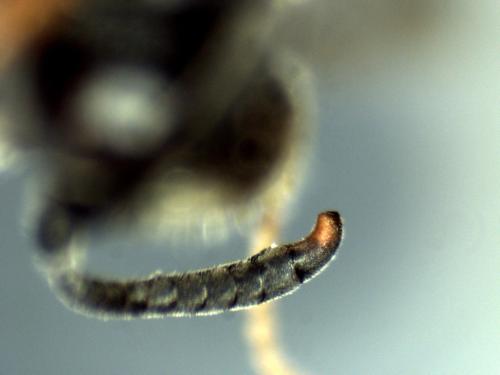 Réf. 295 785 : Brachystegus scalaris